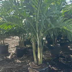 Christmas Palms Over 7 Feet Tall Instant Privacy Hedge For Fence