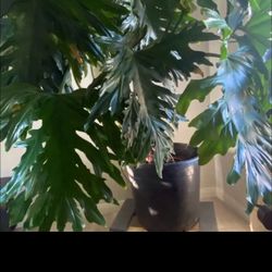 7 Foot Tall Monstera Thriving