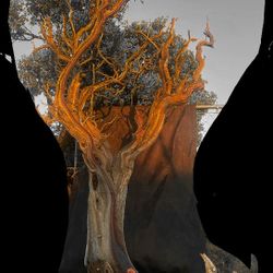 500 Manzanita Beautiful For Wedding Decor $ Money Ttee