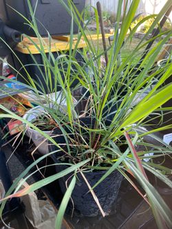Lemon grass
