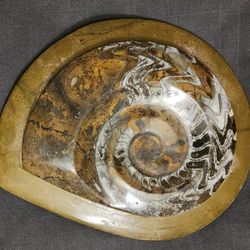 Large Amonite Fossil 9" By 8" Inches