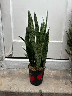 NICE SNAKE PLANT IN A ONE GALLON PLASTIC POT