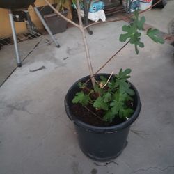 FIG THREE "Black Mission Fig"