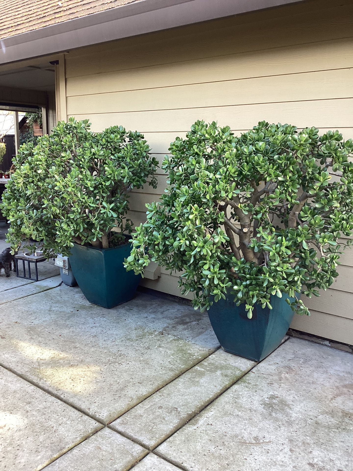 gigantic jade Plant /Lucky plant/money plant in ceramic pots  2 available $500 each 