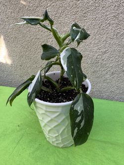 White Princess Philodendron Plant 