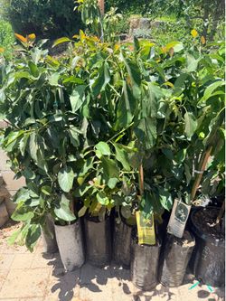 Hass Avocado 🥑 Trees from Brokaw