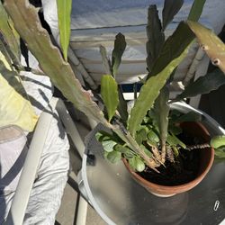 N.1and 2 photos $24 and last 2 photos $13