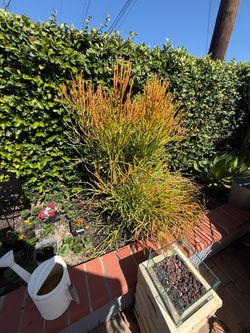 Large 4’  “Fire stick” plant