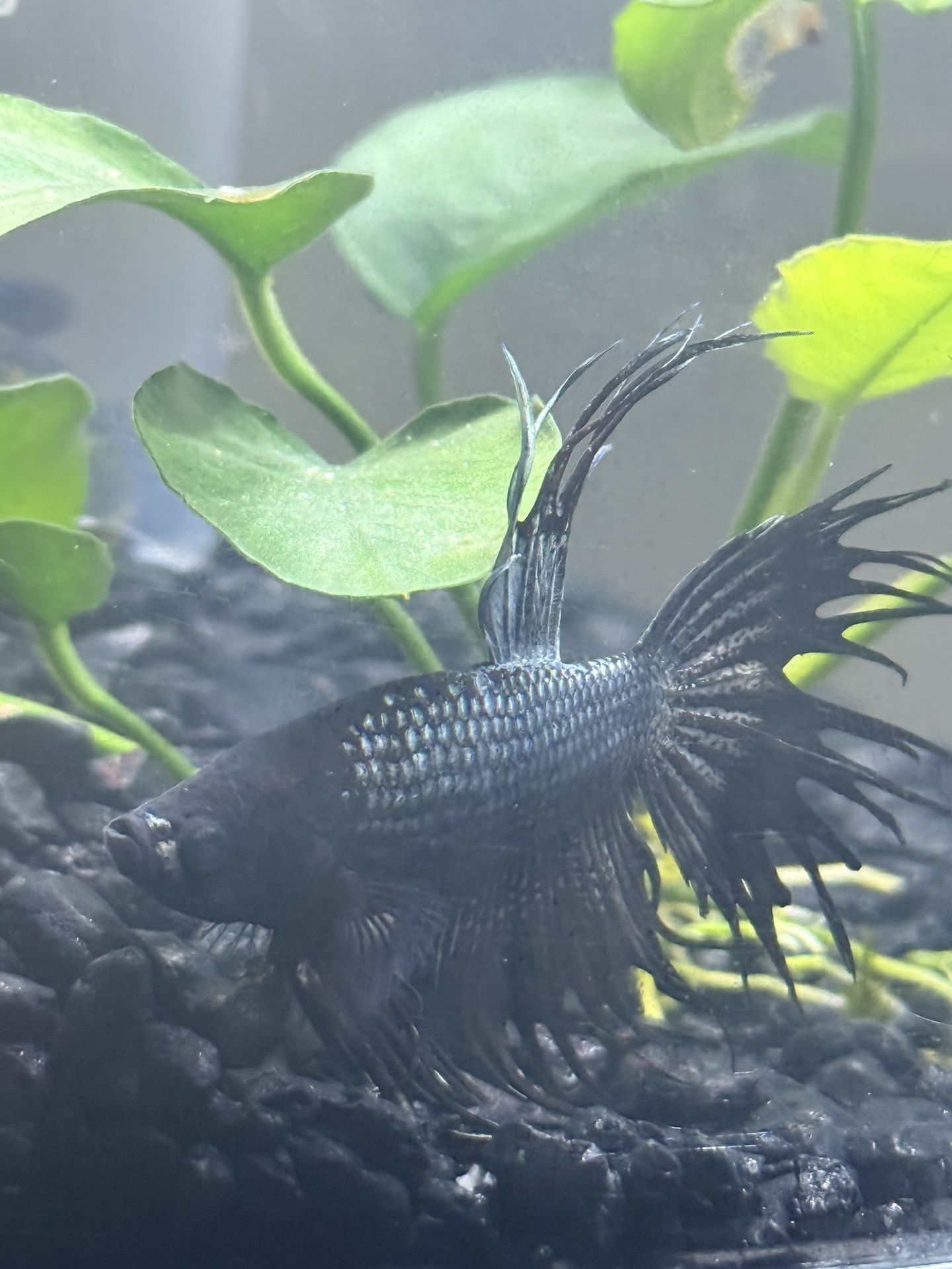Betta black Orchid Crowntail