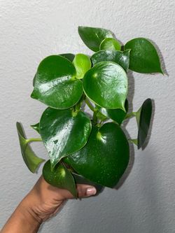 Peperomia Owl Eye