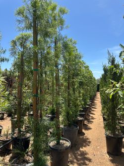 Podocarpus fern pine 15gal