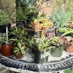 $3 Mini potted plants