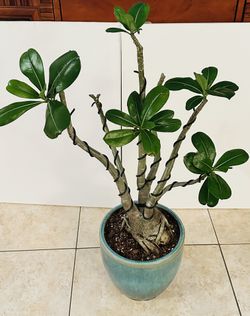Desert Rose (White) In Ceramic Pot