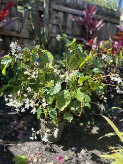Begonia Coccinea Flower 