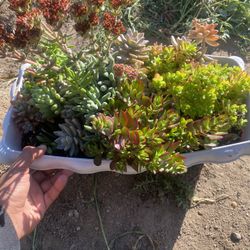 Succulents 