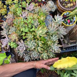 LIVE SUCCULENTS BIG DISPLAY $380
