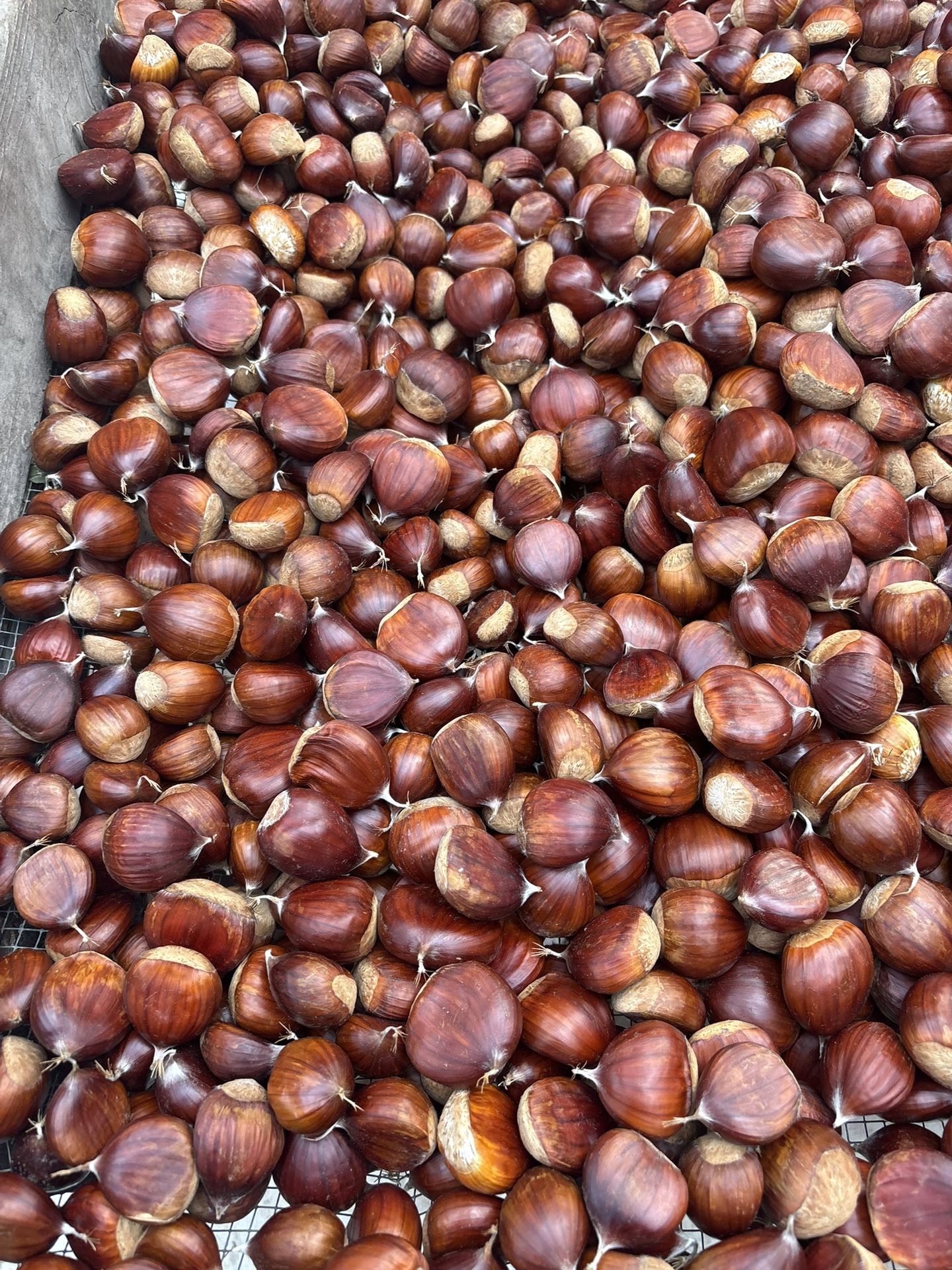 End Of Season Chestnuts $4 Per Pound
