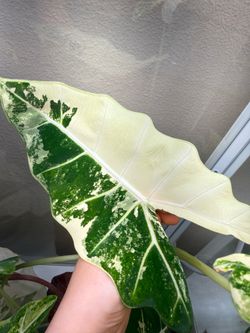 Chunky alocasia frydek albo corms