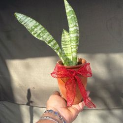 Snake Plant In Ceramic Tera Cotta Pot