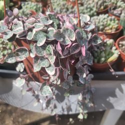String Of Hearts Variegata ð