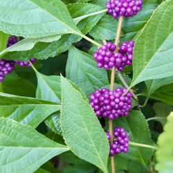 American Beauty Berry 