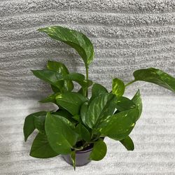 Indoor Live Plant In Purple Ceramic Pot 