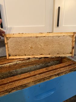 Fresh Honeycomb / Miel En Penca