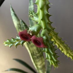✨Red Dragon Stapelia Cactus✨