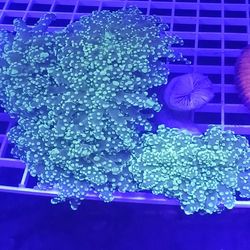 Ornamental F-Corals For Sale In Lake Worth Beach F.L. 