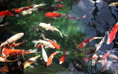 Koi fish gold fish any fish