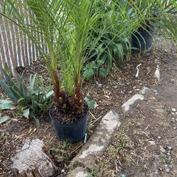 Plants