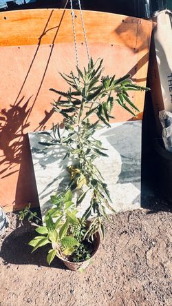 Planta kalachoe