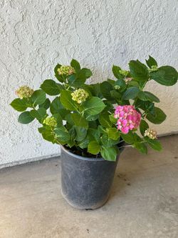 Hortencia pink