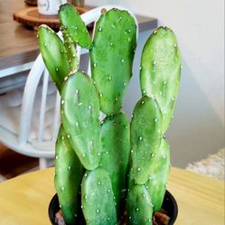 Living Plant 🌱14"H Opuntia Ficus-Indica on 5"H Pot ::: Outdoor