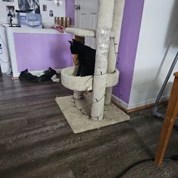 House For Cat