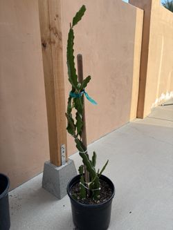 Dragon Fruit Plant