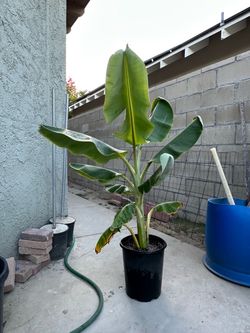 Banana tree