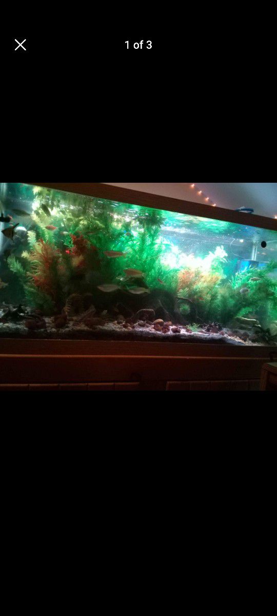 75 Gallon Aquarium With With Wooden Stand