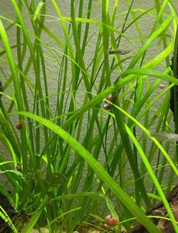 Vallisneria 🌱