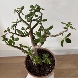 Indoor plant - Jade