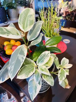 Ficus Tineke Rubber Plant