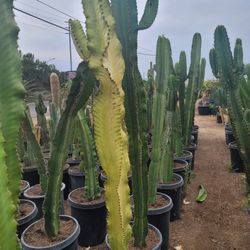 Euphorbia Amak Cactus 