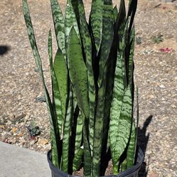 Sansevieria Zeylanica Snake Plant #5