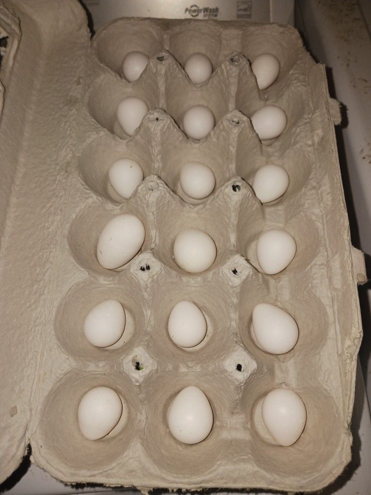 Farm Fresh Brown And White Eggs $5 Doz