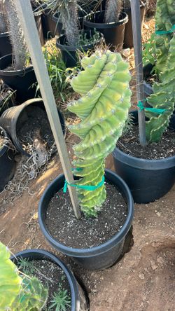 Spiral Cactus 15g
