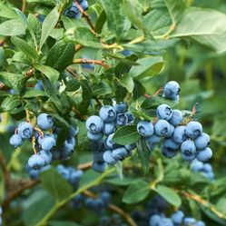 Mini-Blues Blueberry Plants