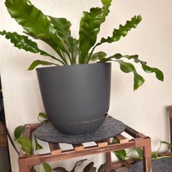 Real Birds Nest Fern 