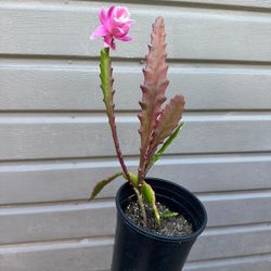 blooming epiphyllum german empress