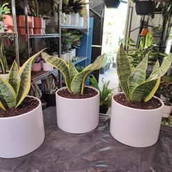 Snake Plants 
