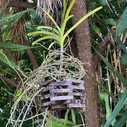 Orquidea Tree Plant